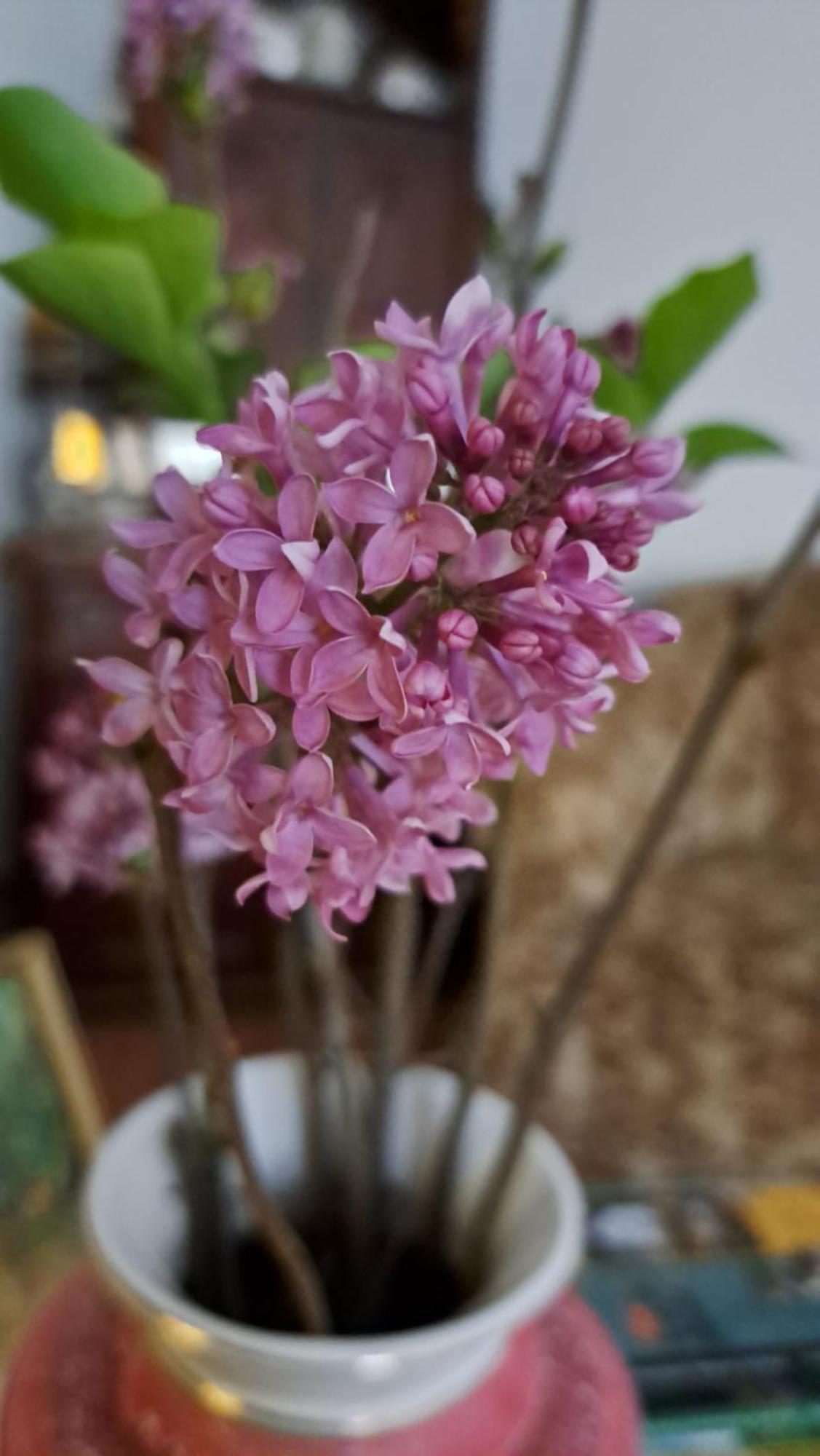Fonagy Es Walter Vendeg- Es Borhaz Bed & Breakfast Vác Dış mekan fotoğraf
