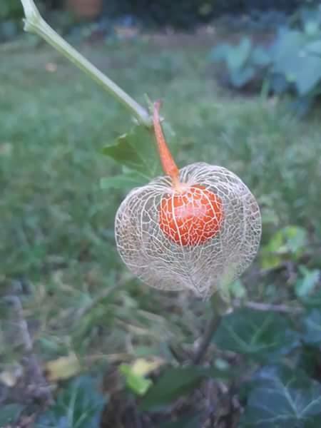 Fonagy Es Walter Vendeg- Es Borhaz Bed & Breakfast Vác Dış mekan fotoğraf